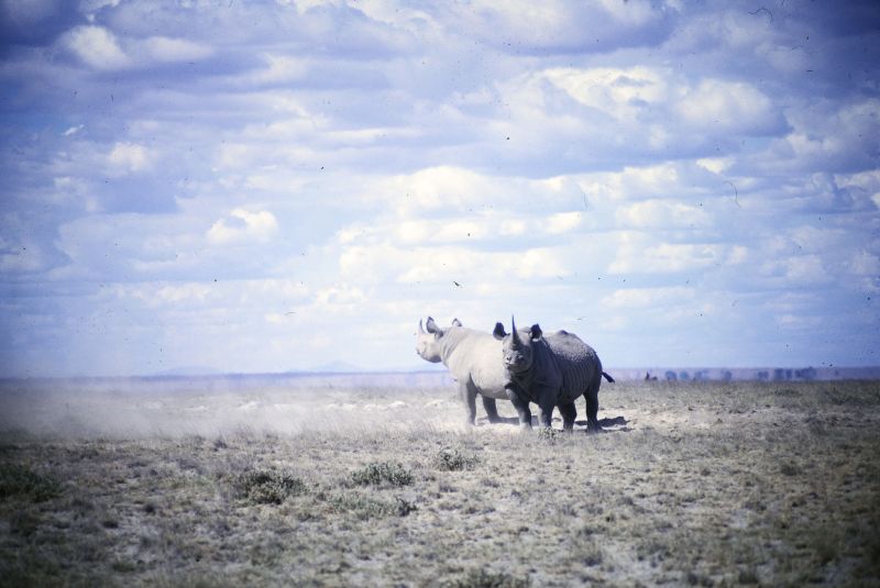 Bernd Heine, Kenya 1986 - 1972